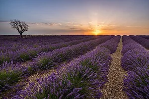 Valensole's Lavender Fields: A Journey into Provence's Purple Dream