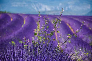 Chasing the Purple Horizon: Inside Provence's Lavender Fields